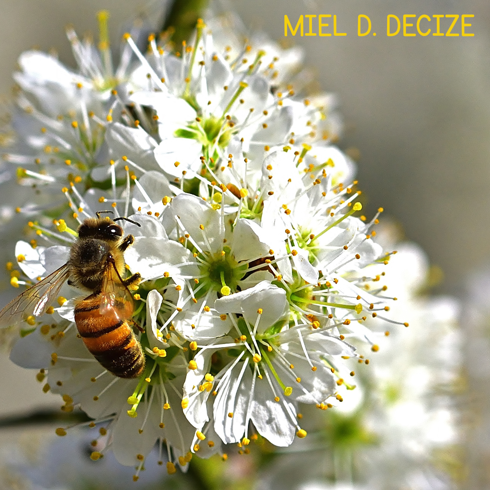 logo miel Decize Logo Miel Decize